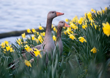 Two Geese On Flowers Background