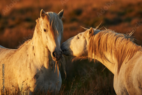 Board z aluminiowym obramowaniem Dwa białe konie z Camargue