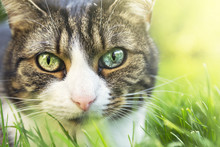 Cat Portrait With Different Colored Eyes In Garden,close-up