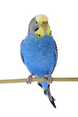 Canvas Print - budgie