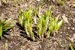 Hosta Emerging in Early Spring