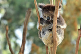 Koala sleep on an eucalyptus tree