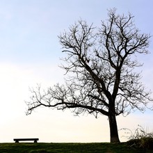 Tree And Bench Evening Silhouette