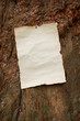 © taonga - blank antique paper nailed to a tree