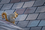 Cute squirrel sitting on the roof