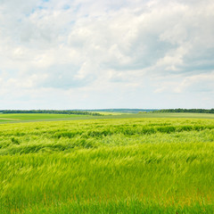 Wall Mural - green wheat field and  cloudy sky