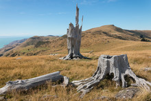 Deforested Slopes At Banks Peninsula, New  Zealand