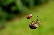 © retrortm - Spider Catching Ladybug