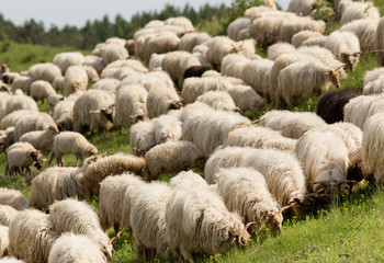 Sticker - Sheep grazing