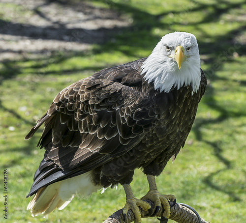 Board z aluminiowym obramowaniem American bald eagle