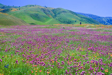 Wildflower Field And Spring Mountain In Arvin--Capital Of Wildflowers In Southern California