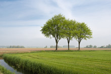Lawn Landscape With Three Trees