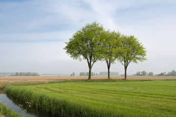 Wall Mural - Lawn landscape with three trees