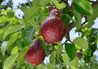 Wall Mural - Ripe red pear grows on a branch