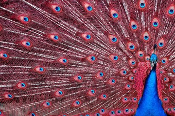 Fotoroleta natura zwierzę ptak paw