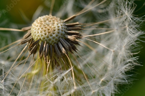 Obraz na płótnie canvas Szczegóły przekwitłego mniszka lekarskiego (taraxacum officinale)