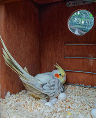 Wall Mural - Cockatiel bird at nest box incubating eggs