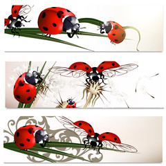 Fototapete - Business cards set with beetles in nature style