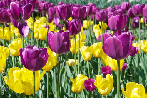 Plakat na papierze fotorealistycznym Tulipany