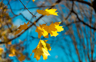 Poster - autumn leaves