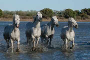 Fototapeta francja koń zwierzę