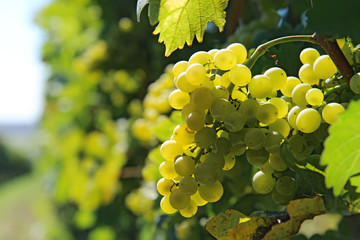  fresh bunch of white grapes on the field