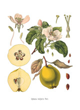 Quince Cydonia Oblonga Old Antique Bothanical Print