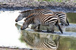 Tansania-Zebra-11629