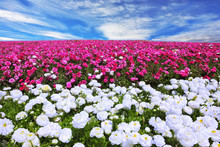 White Garden Buttercups Adjoin To Pink Flowers