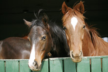 Nice Thoroughbred Horses In The Stable. Youngsters In The Barn