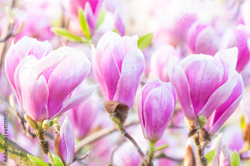 Board z aluminiowym obramowaniem Różowy kwiat magnolii