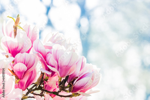 Board z aluminiowym obramowaniem Różowy kwiat magnolii