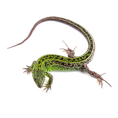 Wall Mural - Sand lizard (Lacerta agilis) isolated on white