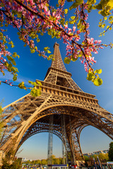Fototapete - Eiffel Tower during spring time in Paris, France