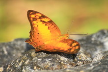 Beautiful Butterfly On Stone