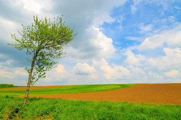 Lonely tree on green farming field, Burgenland, Austria