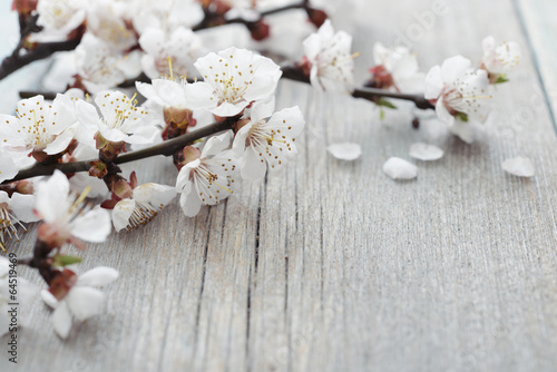 Fototapeta na wymiar Beautiful blossom branch