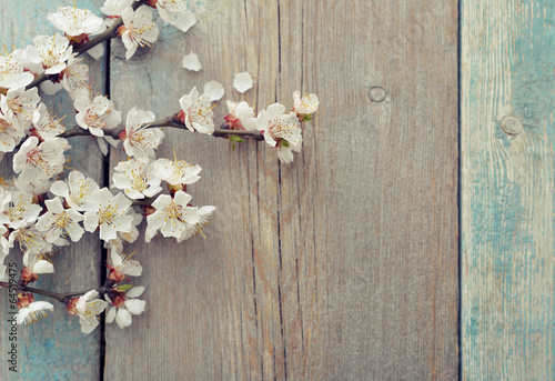 Naklejka na drzwi Beautiful blossom branch