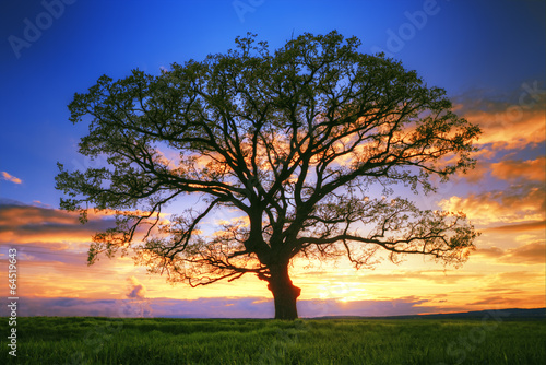 Naklejka na szybę Big tree silhouette, sunset