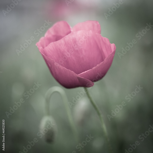 Naklejka na szybę Portrait Mohnblume