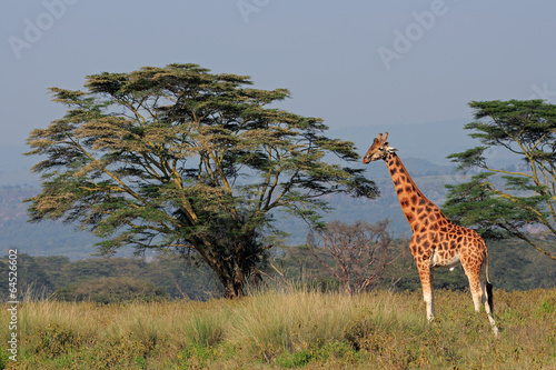 Board z aluminiowym obramowaniem Żyrafa Rothschildów, park narodowy nakuru jezioro