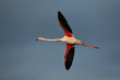 greater flamingo in flight in Camargue