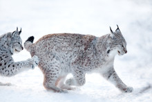 Two Lynx Playing In The Snow