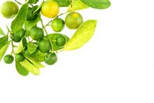 Group Of Green Calamondin And Leaf Isolated