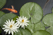 Goldfish in Lotus pond