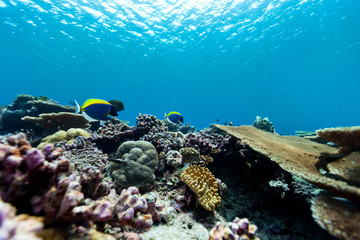 Wall Mural - Coral reef underwater