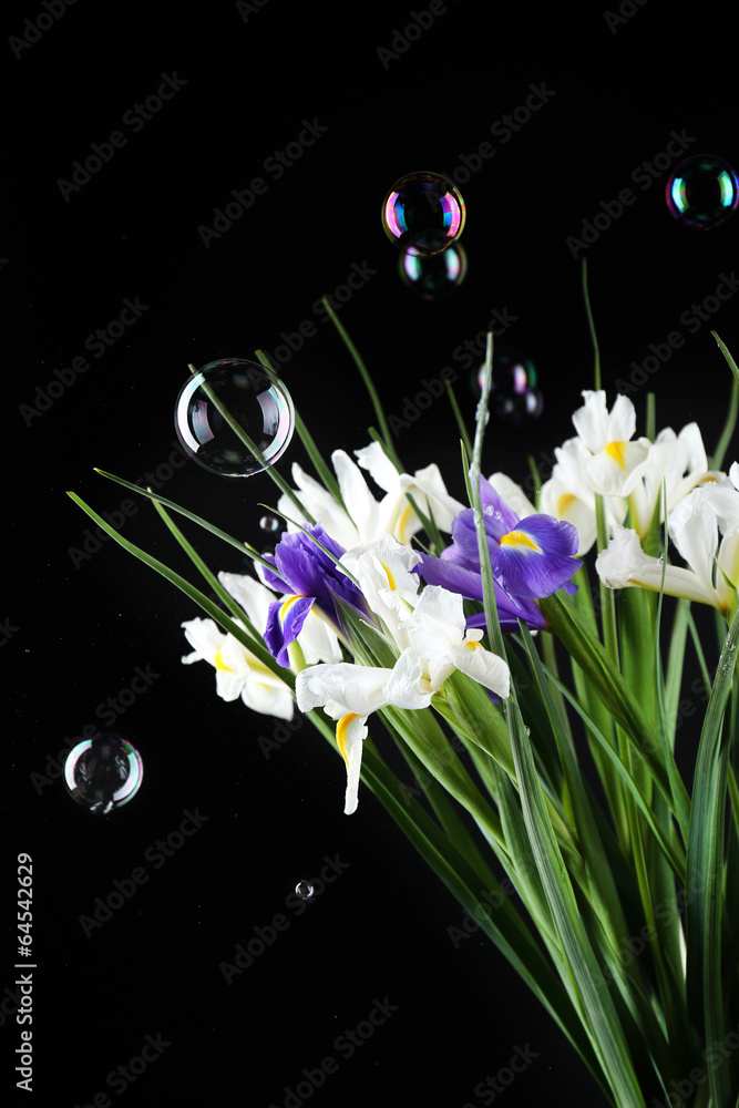 Beautiful irises on black background