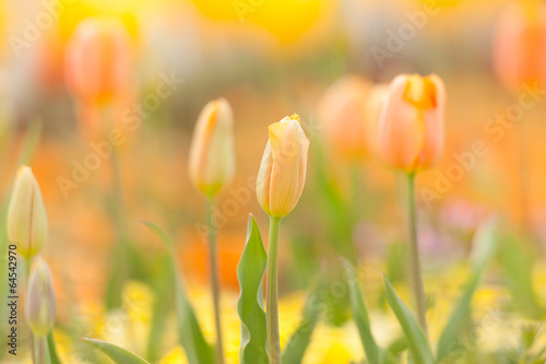 Plakat na papierze fotorealistycznym Pole tulipanów