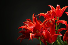 Beautiful Red Tulips On Dark Background