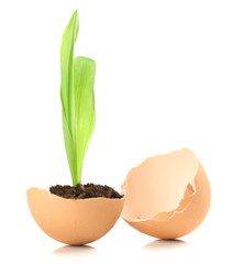 Wall Mural - Young green plant growing in eggshell isolated on white